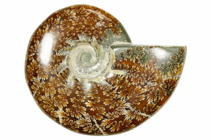 Polished Ammonite (Cleoniceras) Fossil - Madagascar #365081